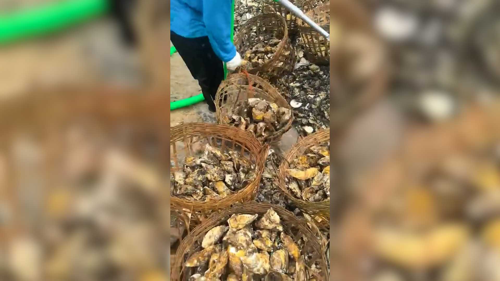 Hàu vàng Trung Quốc được tập kết tại chợ đầu mối Bến Do Cẩm Phả (Quảng Ninh). Ảnh: PV