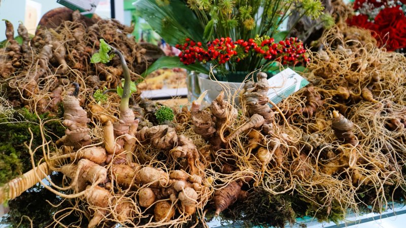 The Department of Industry and Trade of Da Nang City has just responded to voters' opinions about the widespread counterfeiting of Ngoc Linh ginseng. Photo: Nguyen Hoang