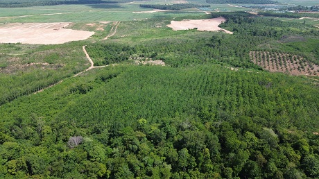 Gia Lai省Ia Mo国境地帯のゴム栽培林地。写真:Thanh Tuan