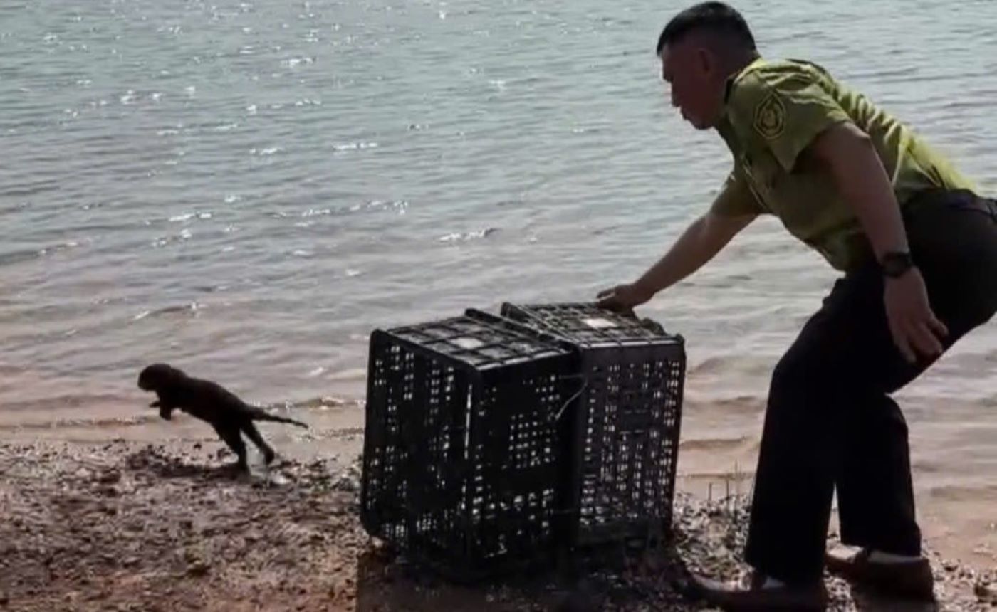 The fish crab was released into the natural environment. Photo: H.Nguyen