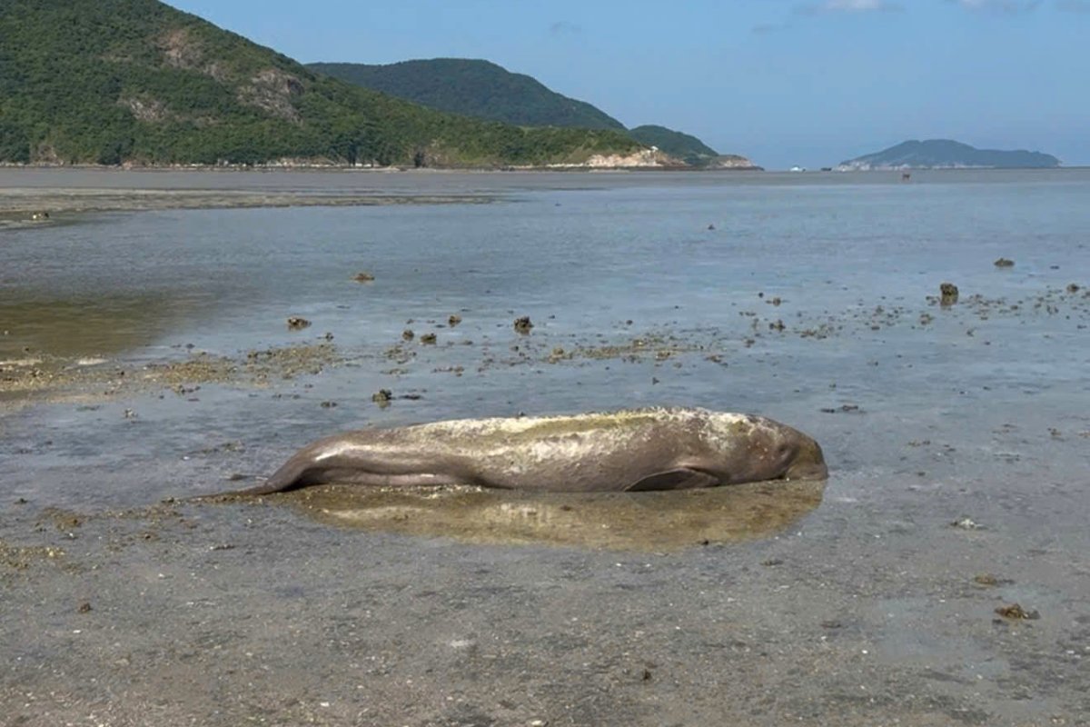 The cows died after getting stranded on the beach in Con Dao. Photo: D.L