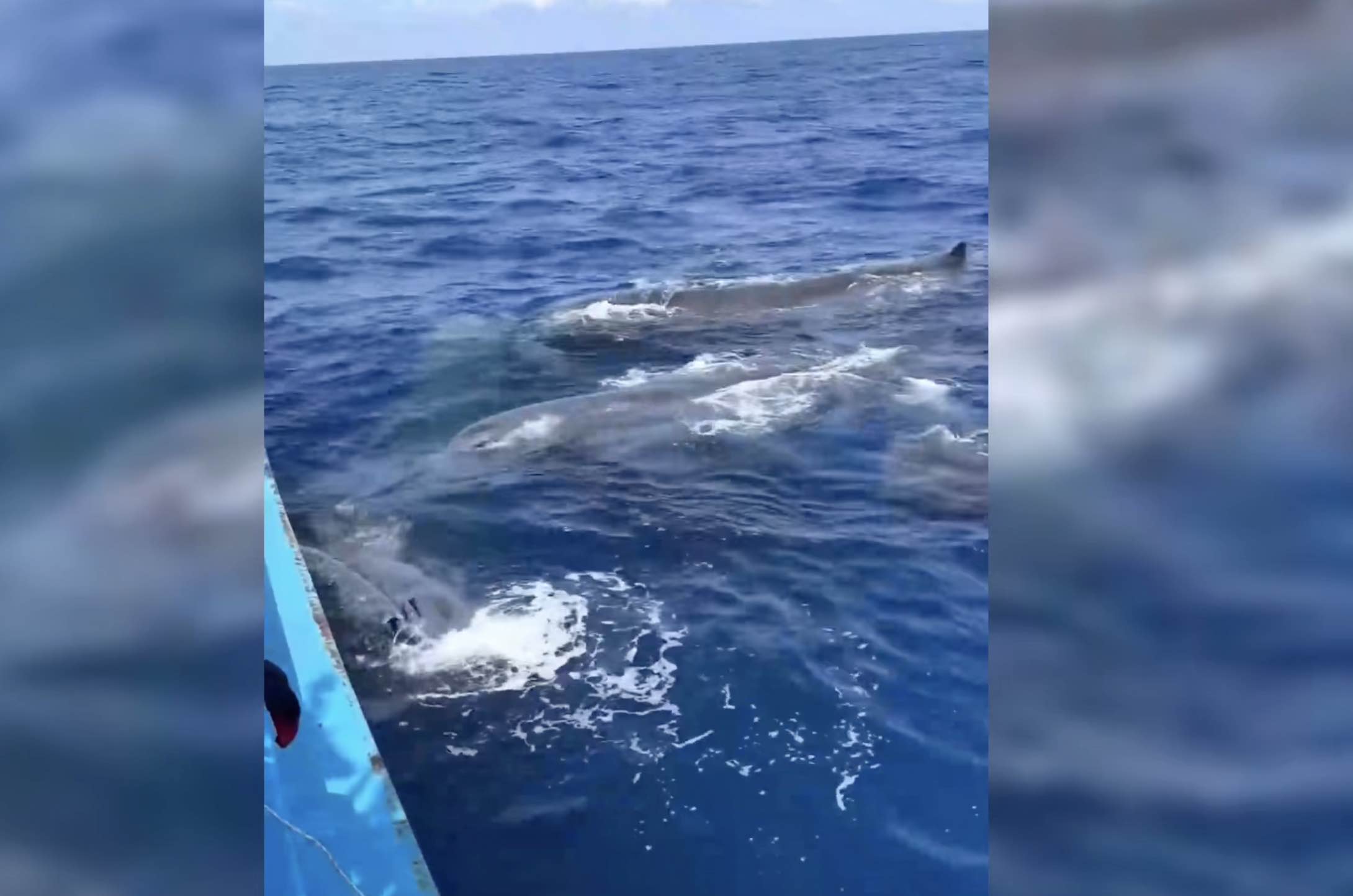 Image of a herd of fish burying tens of tons of crab around a fishing boat in Khanh Hoa. Photo: Huu Long
