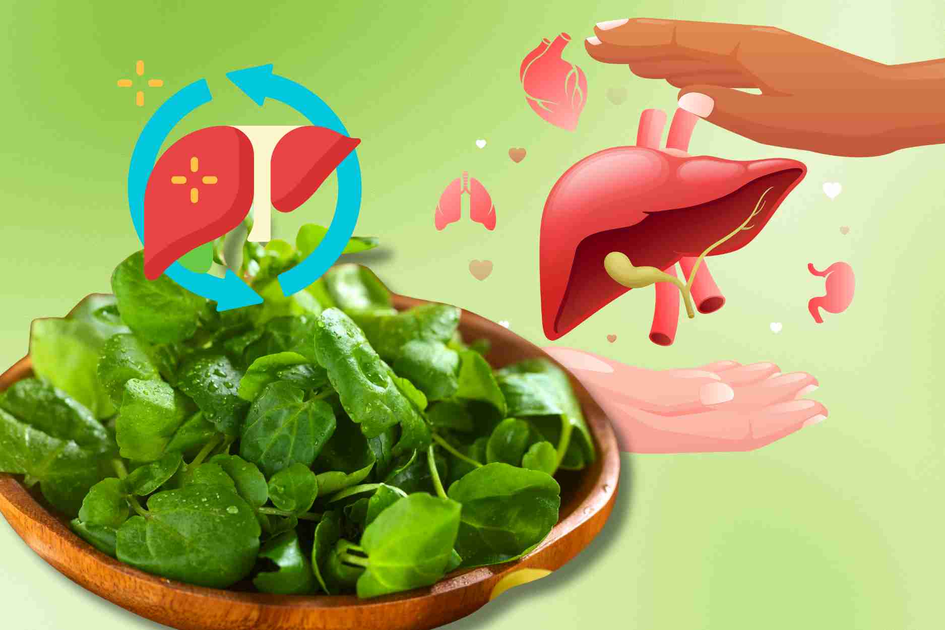 Vegetables are rated highest in the nutritional table, helping to detoxify the liver