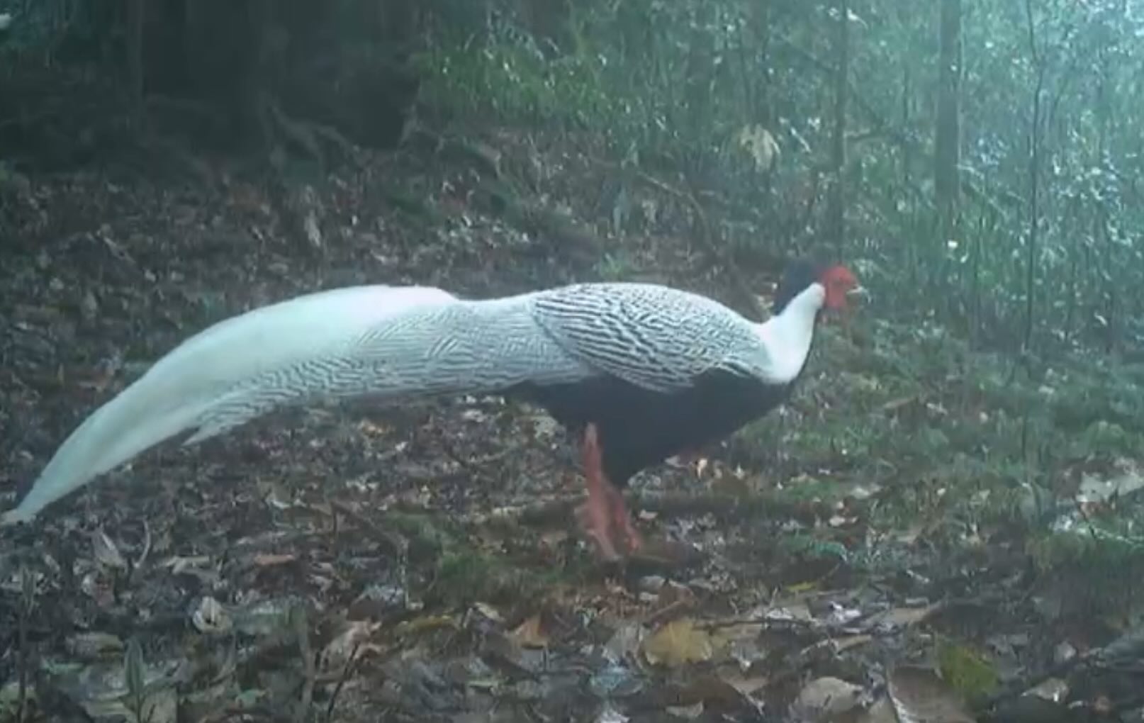 Many rare white-throated domestic turkeys appear in Vu Quang National Park.