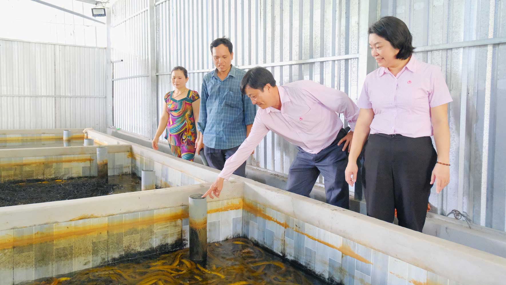 Raising eligible for mud-free, a new direction helps Can Tho farmers get rich