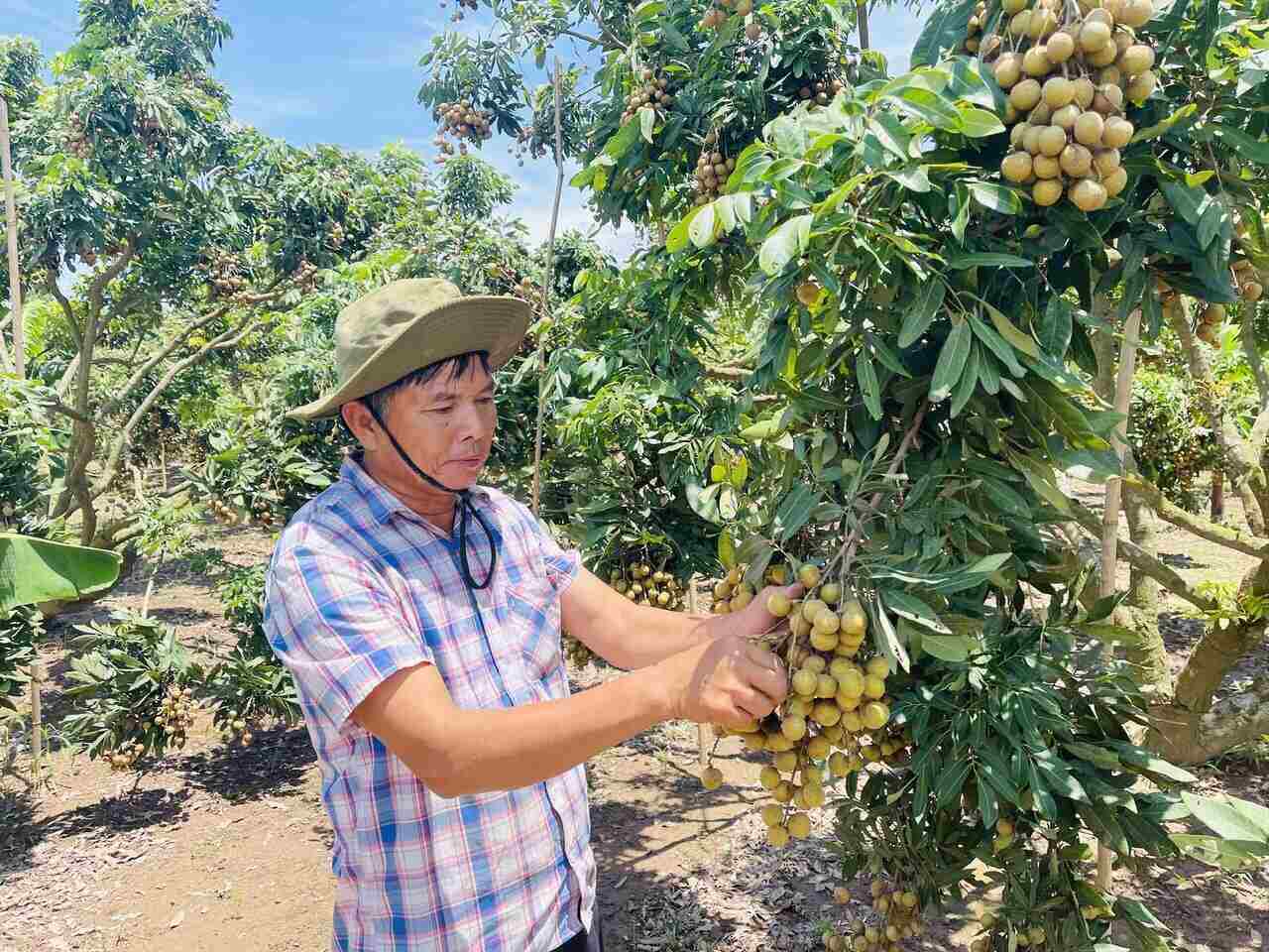 Early in the season, Hung Yen farmers take good care of the land. Photo: Mai Huong