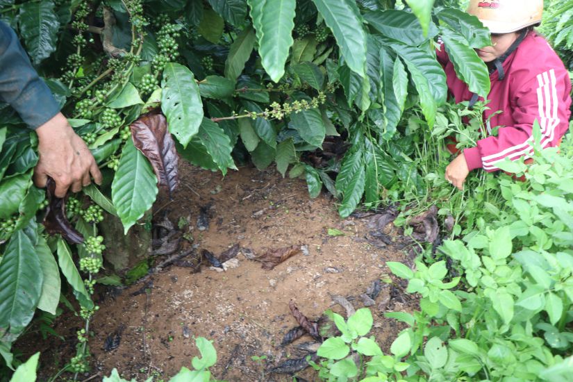 人々はNPK CCV（金色のコウノトリ）を肥やしますが、コーヒーが落ちて、肥料は不溶性であり、人々が損傷します。写真：ウィーン・ヌグエン