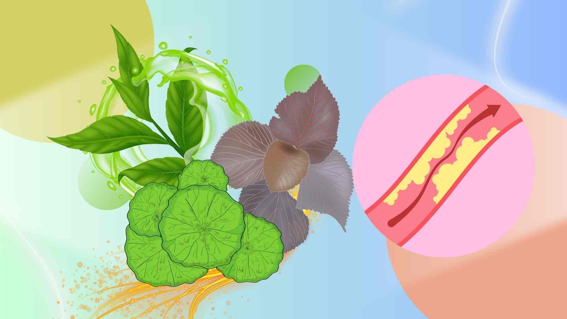 Secrets pour eliminer la graisse du sang grace a 3 types de feuilles familieres. Photo graphique : Hoang Loc