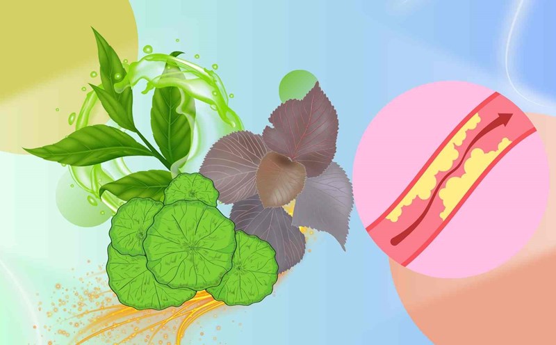 The secret to sweeping off blood fat with 3 familiar types of leaves. Graphic photo: Hoang Loc