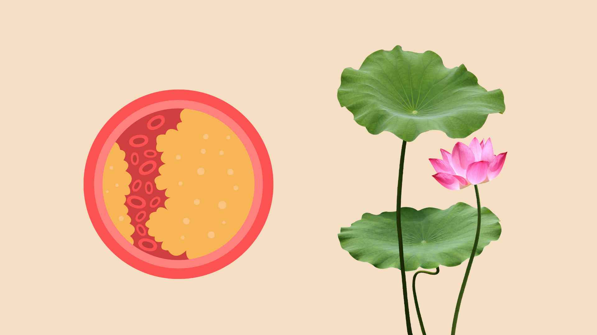 Lotus leaves effectively help reduce blood fat. Graphic photo: Thai Anh