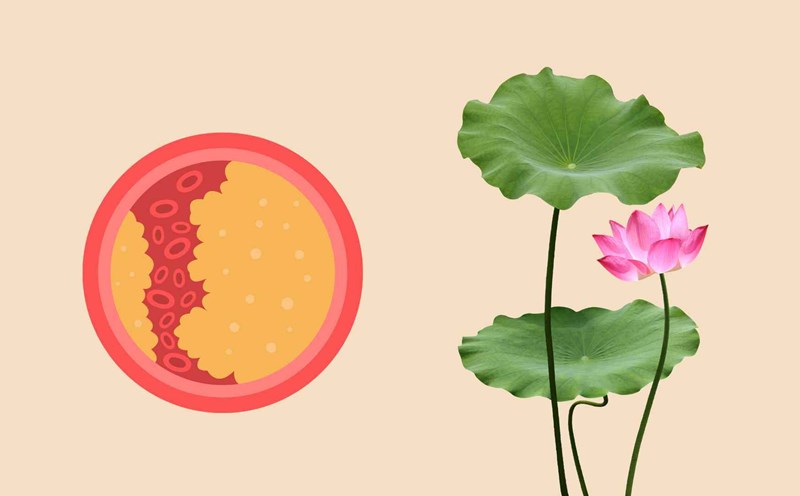 Lotus leaves effectively help reduce blood fat. Graphic photo: Thai Anh