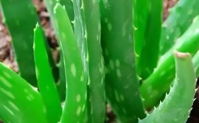 Should you try drinking aloe vera juice? Photo: Thanh Thuy