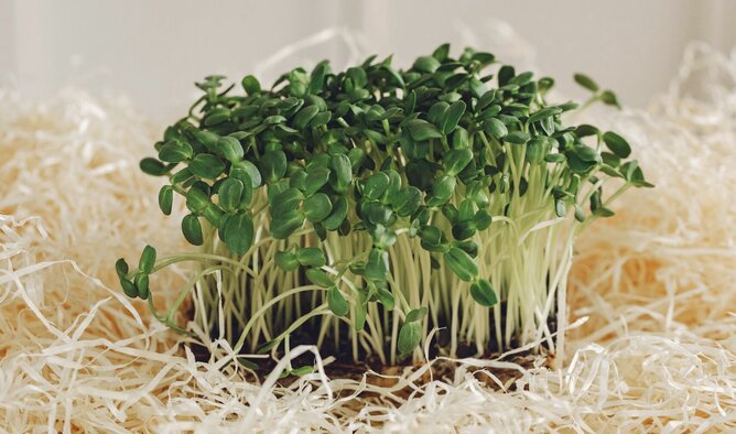 Outstanding nutritional benefits of broccoli sprouts. Photo: Thuy Duong