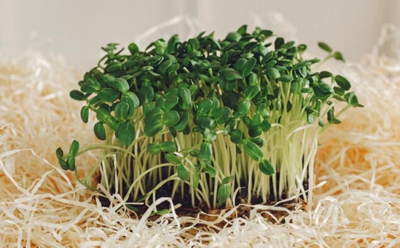 Outstanding nutritional benefits of broccoli sprouts. Photo: Thuy Duong