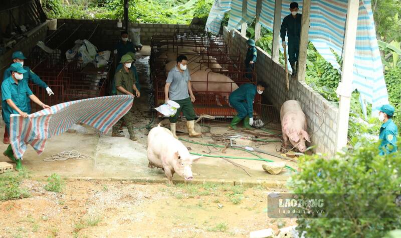 African swine fever outbreak in Tuyen Quang. Photo: Viet Bac
