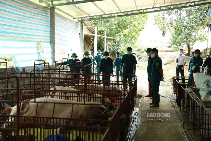 82 xa tren dia ban tinh Tuyen Quang xuat hien o dich ta lon chau Phi. Anh: Viet Bac