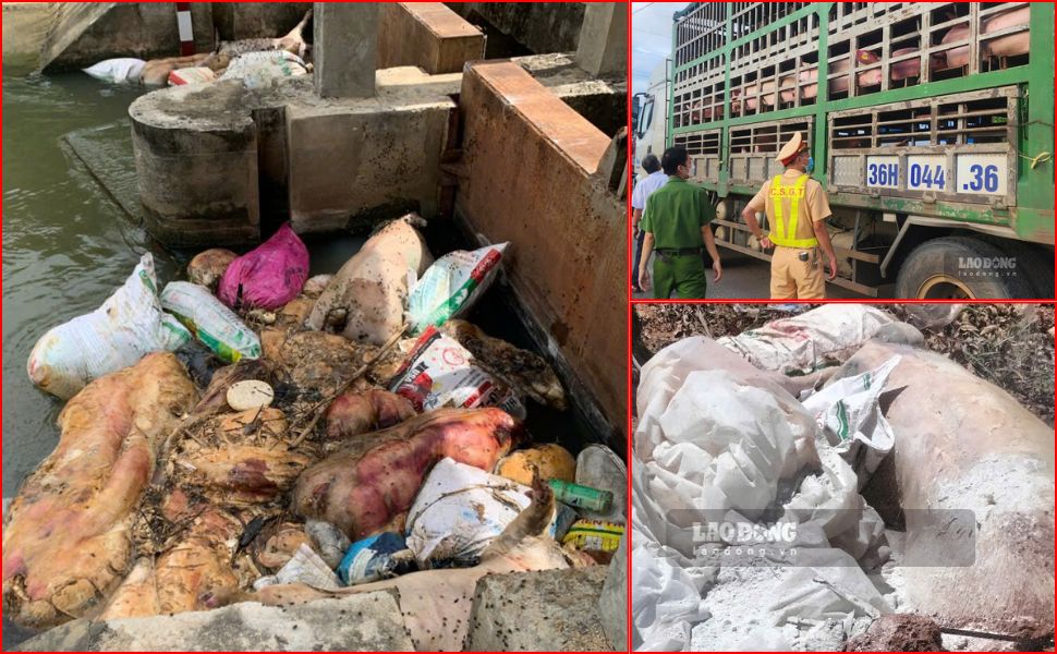 Gia Lai省では8件のアフリカ豚の疫病が発生し、感染した約500頭の豚を処分しました。写真:ホアイ・フオン