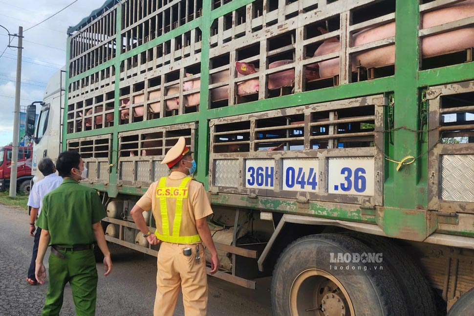 Nganh chuc nang tien hanh lay mau kiem tra heo nghi nhiem benh. Anh: Cong an