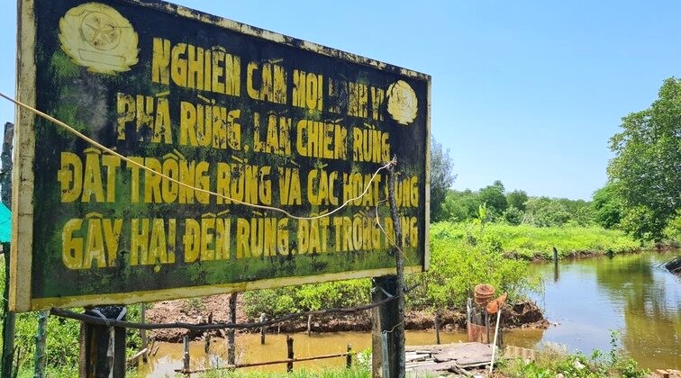 Tinh Ca Mau dang ra suc trong rung ngap man ven bien. Anh: Nhat Ho