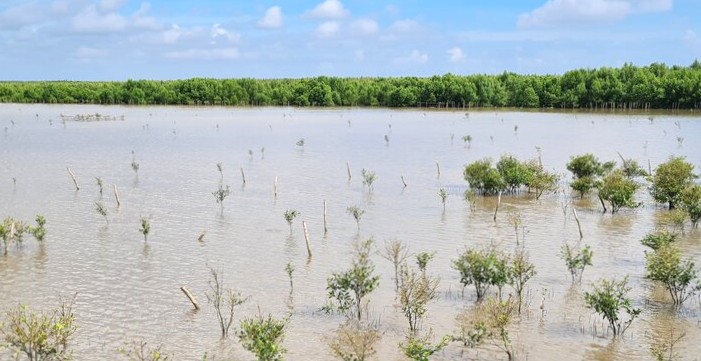 カマウ省は沿岸の塩害に見舞われた森林の再生に努めています。写真:ニャット・ホー