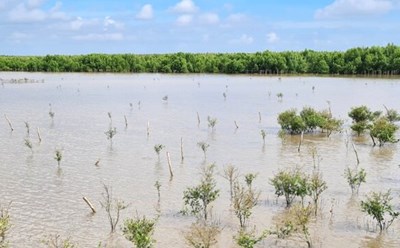 Ca Mau strives to revive coastal mangrove forests. Photo: Nhat Ho