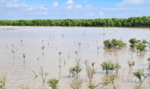 Cà Mau nỗ lực hồi sinh những cánh rừng ngập mặn ven biển. Ảnh: Nhật Hồ