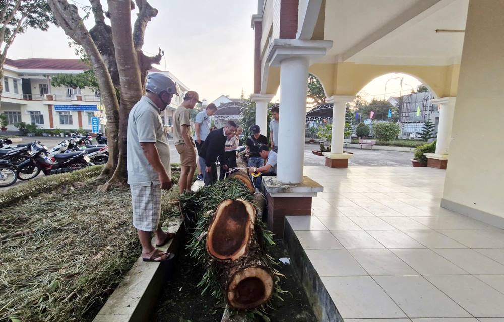第2区Bao Locの人民委員会は、当局に、30年の緑の事例を、Bao Loc職業訓練継続教育センターの敷地内で見られるように検証し、明確にするよう指示しました。写真：ラムホン