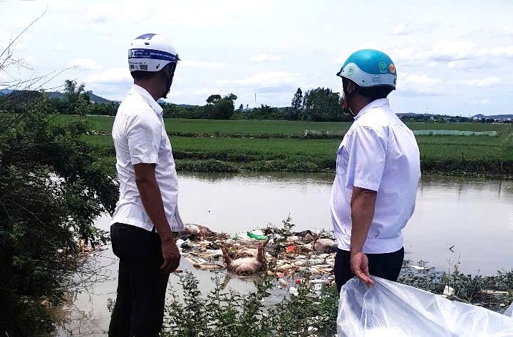 La peste porcine africaine evolue de maniere complexe mais il existe toujours une situation de jet de cadavres de porcs dans l'environnement. Photo : Van Minh