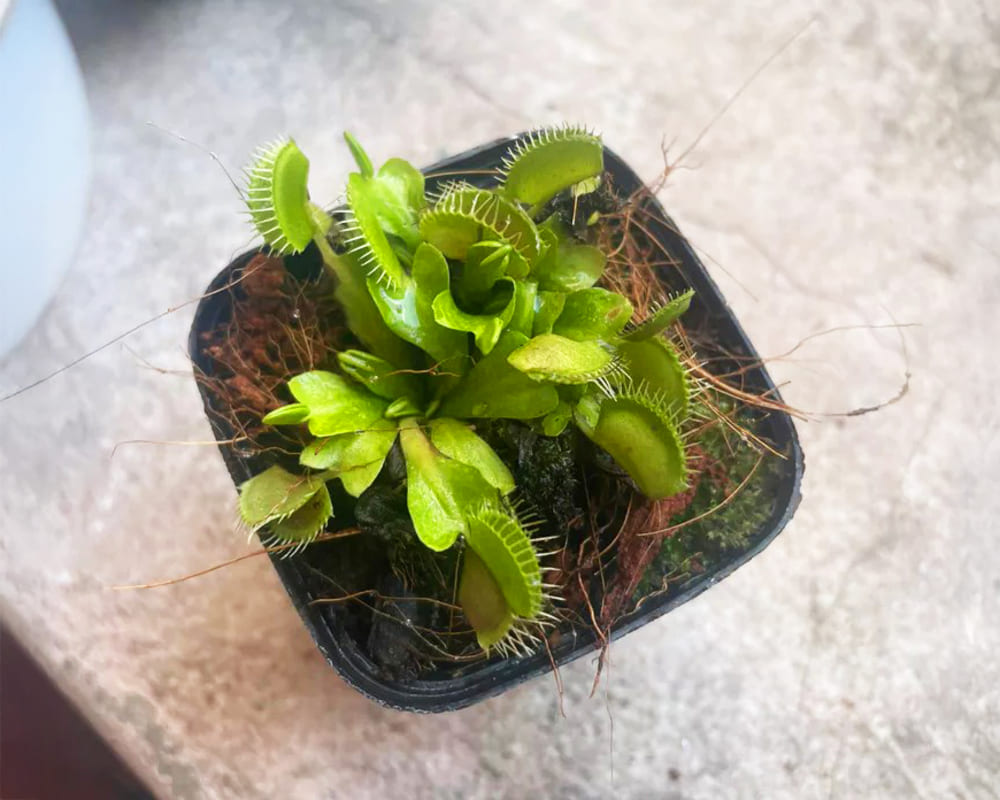 Ornamental plants can be easily cared for and grown at home. Photo: Tuan Dat