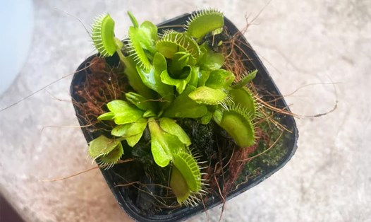 Cây bắt mồi cảnh có thể dễ dàng chăm sóc và trồng tại nhà. Ảnh: Tuấn Đạt