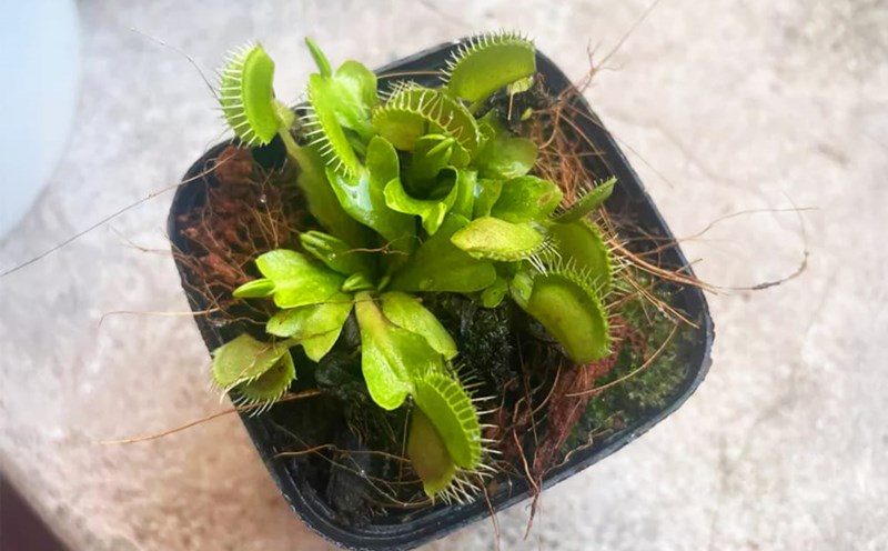 Ornamental plants can be easily cared for and grown at home. Photo: Tuan Dat