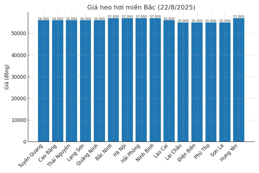 Gia heo hoi ngay 22.8 tai khu vuc mien Bac. Do hoa: Thuy Linh