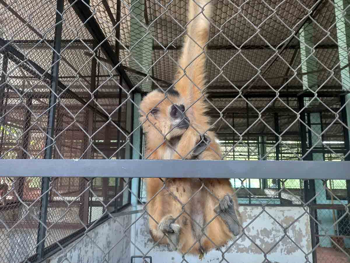 The yellow-cheeked elephant weighing about 3 kg was voluntarily transferred by local people to the Cu Chi Forest Protection Department under the Ho Chi Minh City Forest Protection Department. Photo: Dong Hoang