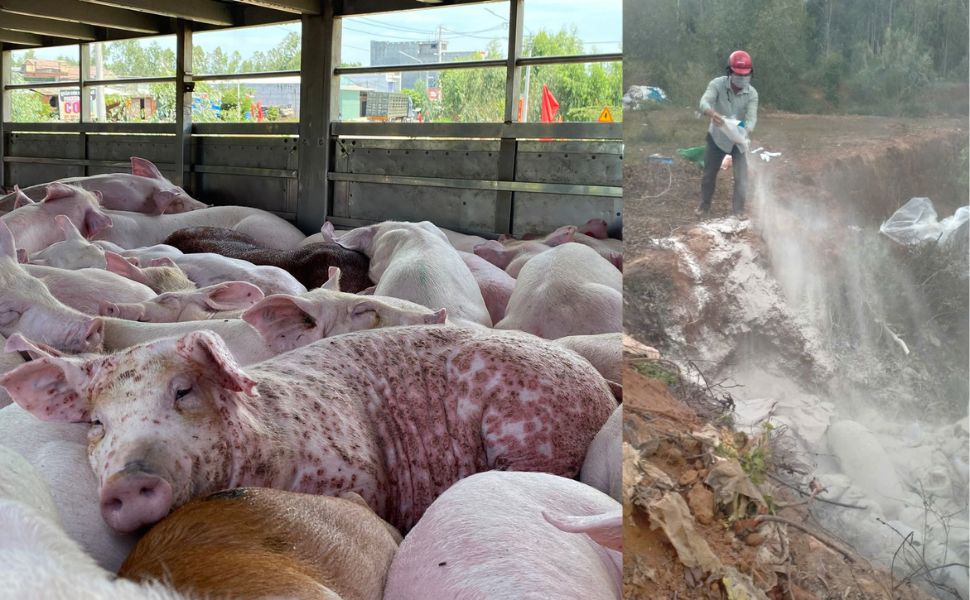 Gia Lai destroyed nearly 1,000 infected pigs. Photo: Hoai Phuong