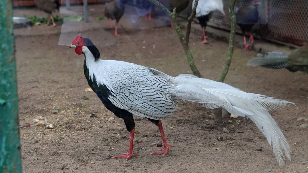 Un troupeau de poulets loi blancs rares et rares au cœur de Ho Chi Minh-Ville