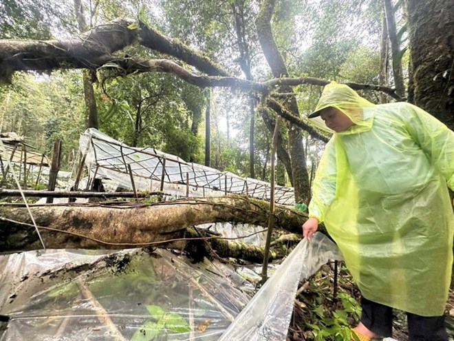 2025年7月20日から23日までの大雨と強風により、広大な森林の木が倒壊し、クアンガイ省マンリ村で長年栽培された多くのサムの木が倒れました。写真:Vien Nguyen