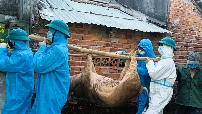 African swine fever broke out, more than half of Da Nang had an epidemic. Photo: Truong An