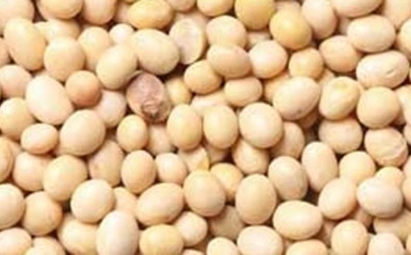 Soybeans are one of the effective sources of calcium supplementation. Photo: Kieu Vu