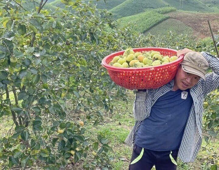 Les gens du village de Nong Nong, dans la commune des Highlands de Chin (Son La) recoltent le rose croustillant. Photo: Hoai Pham