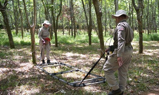 Đội rà phá bom mìn NPA/RENEW triển khai tìm kiếm vật liệu nổ trên diện tích đất trồng cây của người dân. Ảnh: Dự án NPA/RENEW