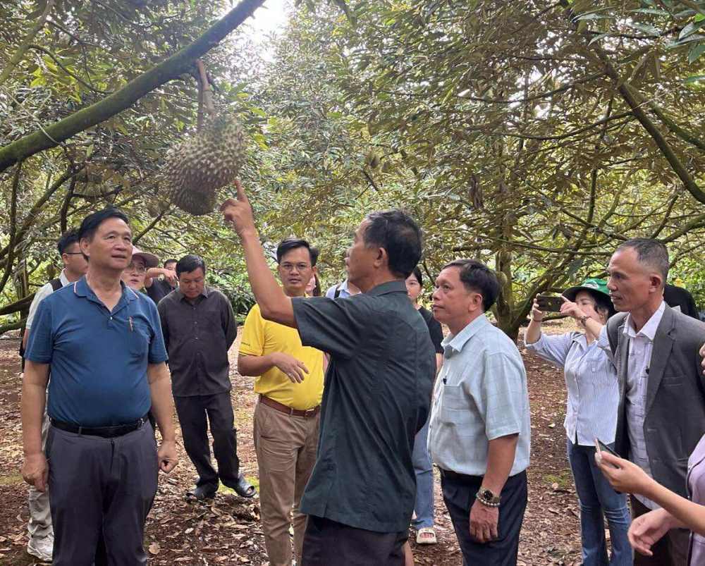 Doan khach Trung Quoc toi kham pha vuon sau rieng, san pham nong san dac trung cua Dak Lak. Anh: Chi Long