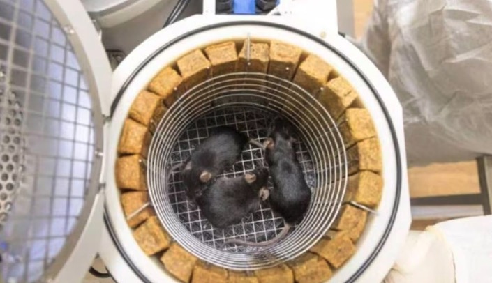 러시아 위성이 우주로 보낸 쥐 몇 마리. 사진: Roscosmos