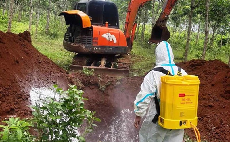 The authorities organized a landfill for pigs affected by African swine fever. Photo: Phi Hanh