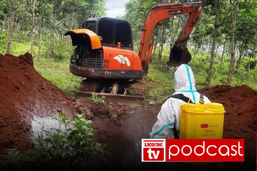 Noticias de la mañana del 22 de agosto: Quang Tri destruye mas de 54.000 cerdos debido a la erupcion africana