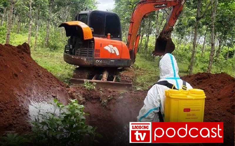 Morning news 22.8: Quang Tri destroys more than 54,000 pigs due to African swine fever