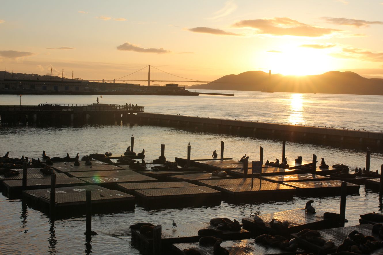 A herd of sea lions on the port of San Francisco, USA. Photo: Minh Duc