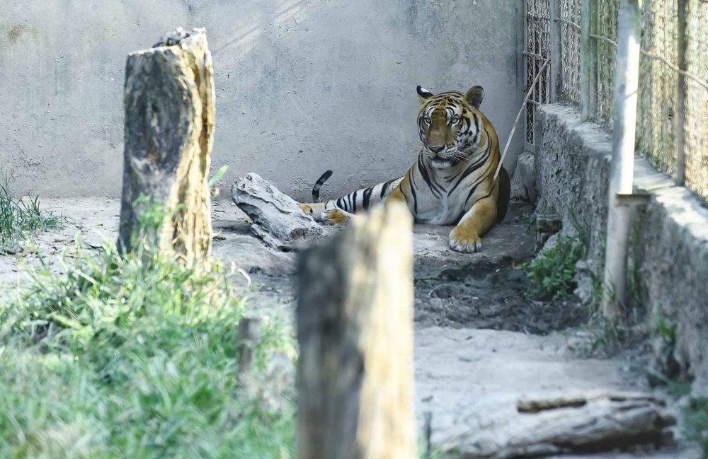Stuck with legal regulations, the tigers in Thanh Hoa have not yet finalized their fate.