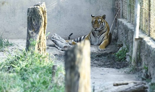 Vướng quy định pháp lý, đàn hổ ở Thanh Hóa chưa chốt được số phận.