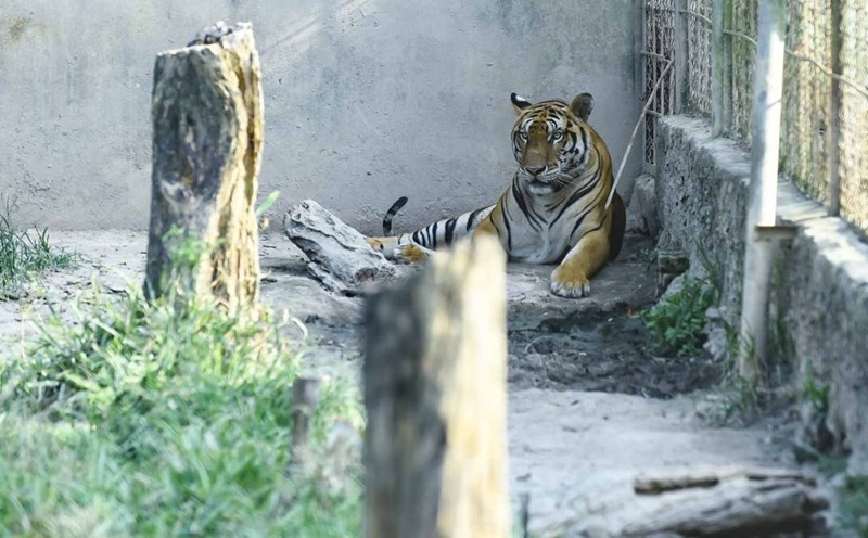 Stuck with legal regulations, the tigers in Thanh Hoa have not yet finalized their fate.