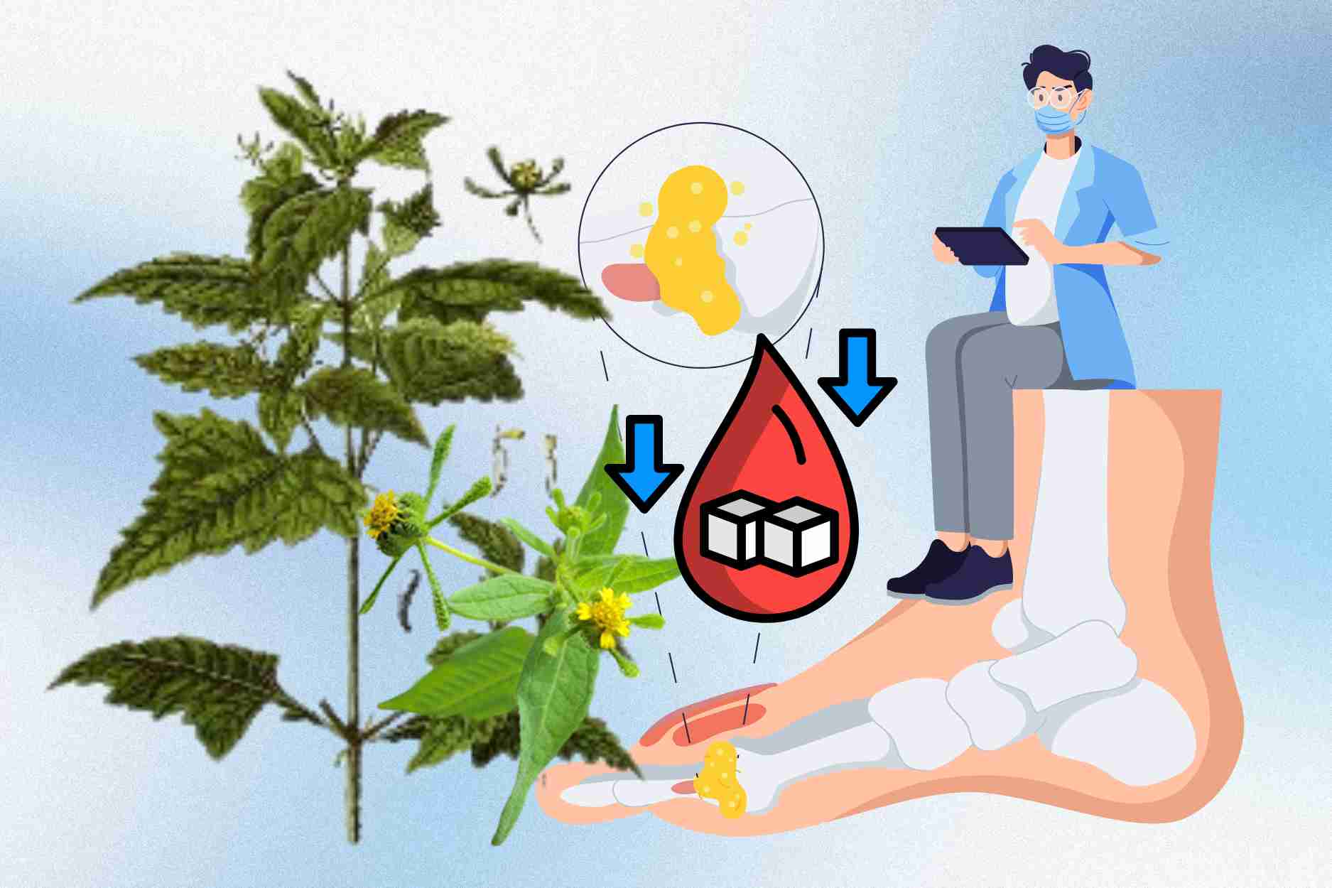 Wild plants help lower blood sugar, effectively reduce bone and joint pain